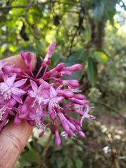 Fuchsia paniculata