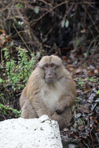 Arunachal Macaque