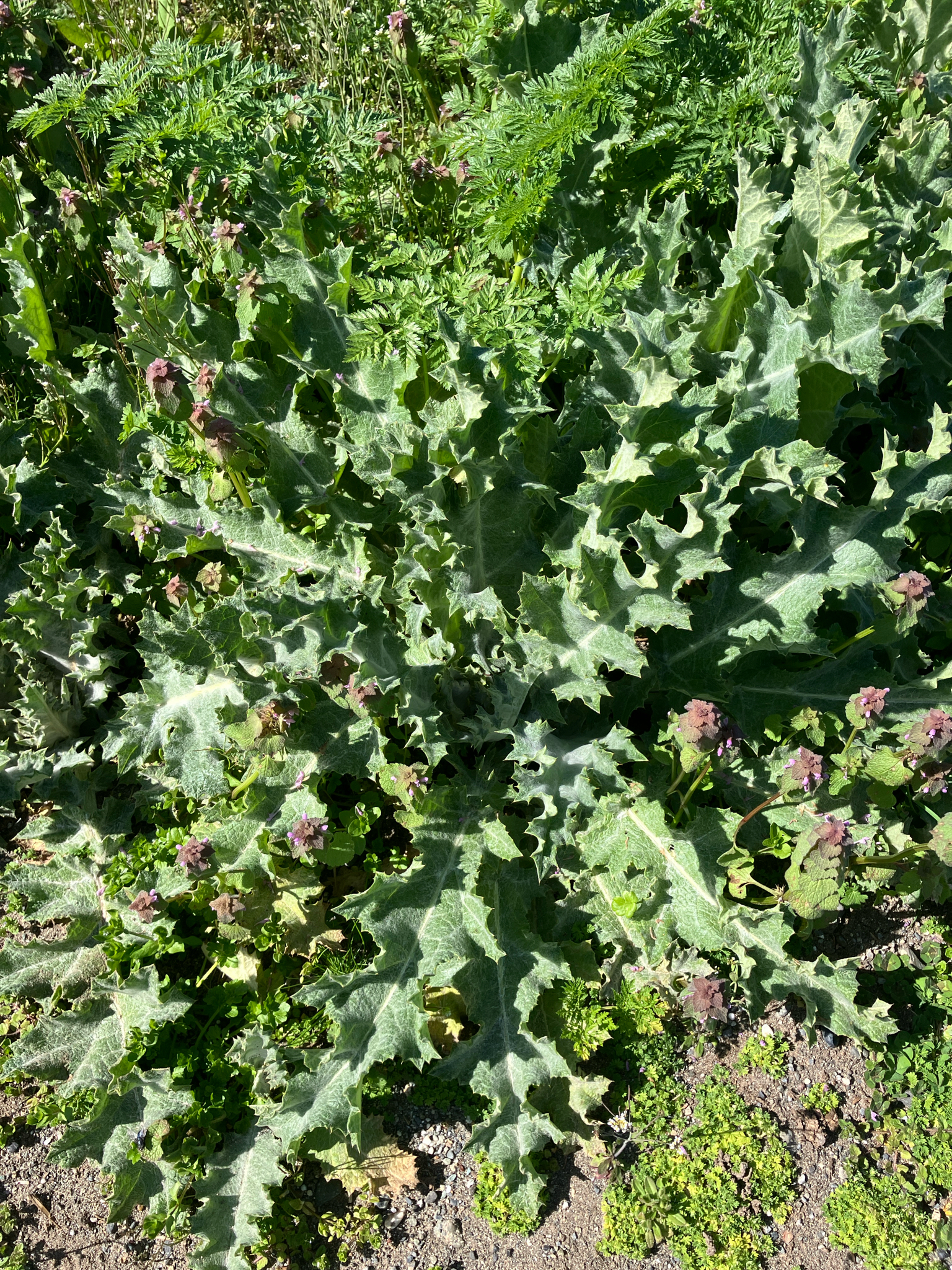 Cotton Thistle (Onopordum acanthium)