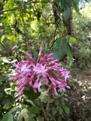 Fuchsia paniculata