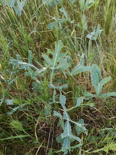 Field Eryngo (Eryngium campestre)