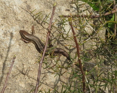 Heremites vittatus