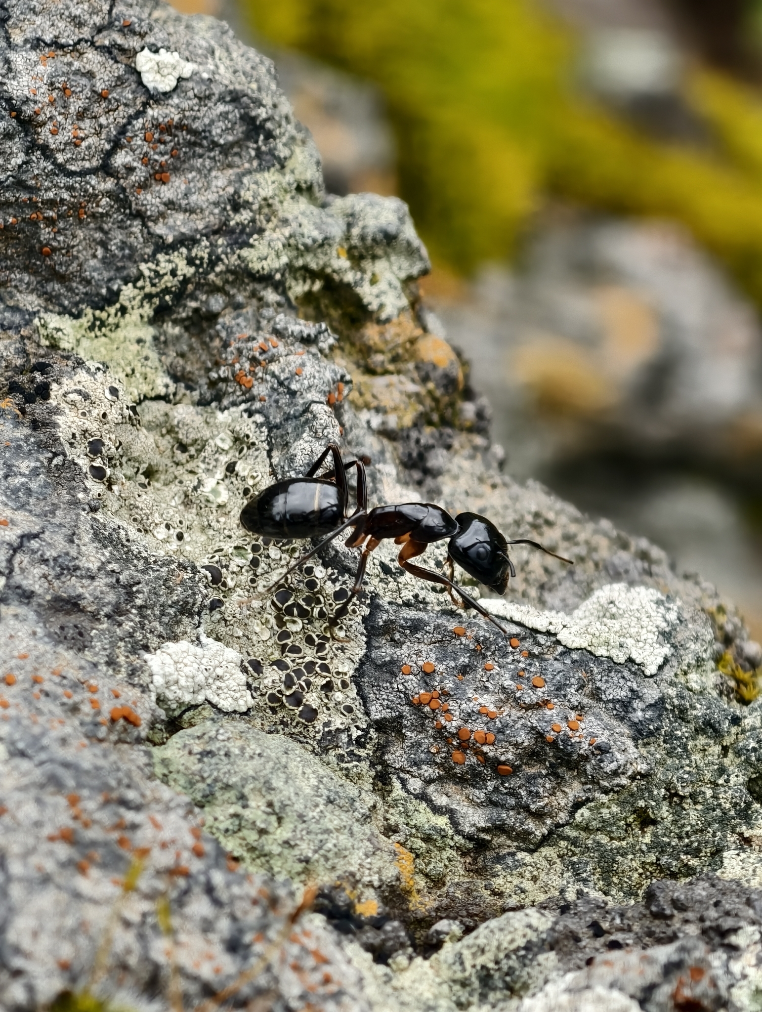 Camponotus hesperius