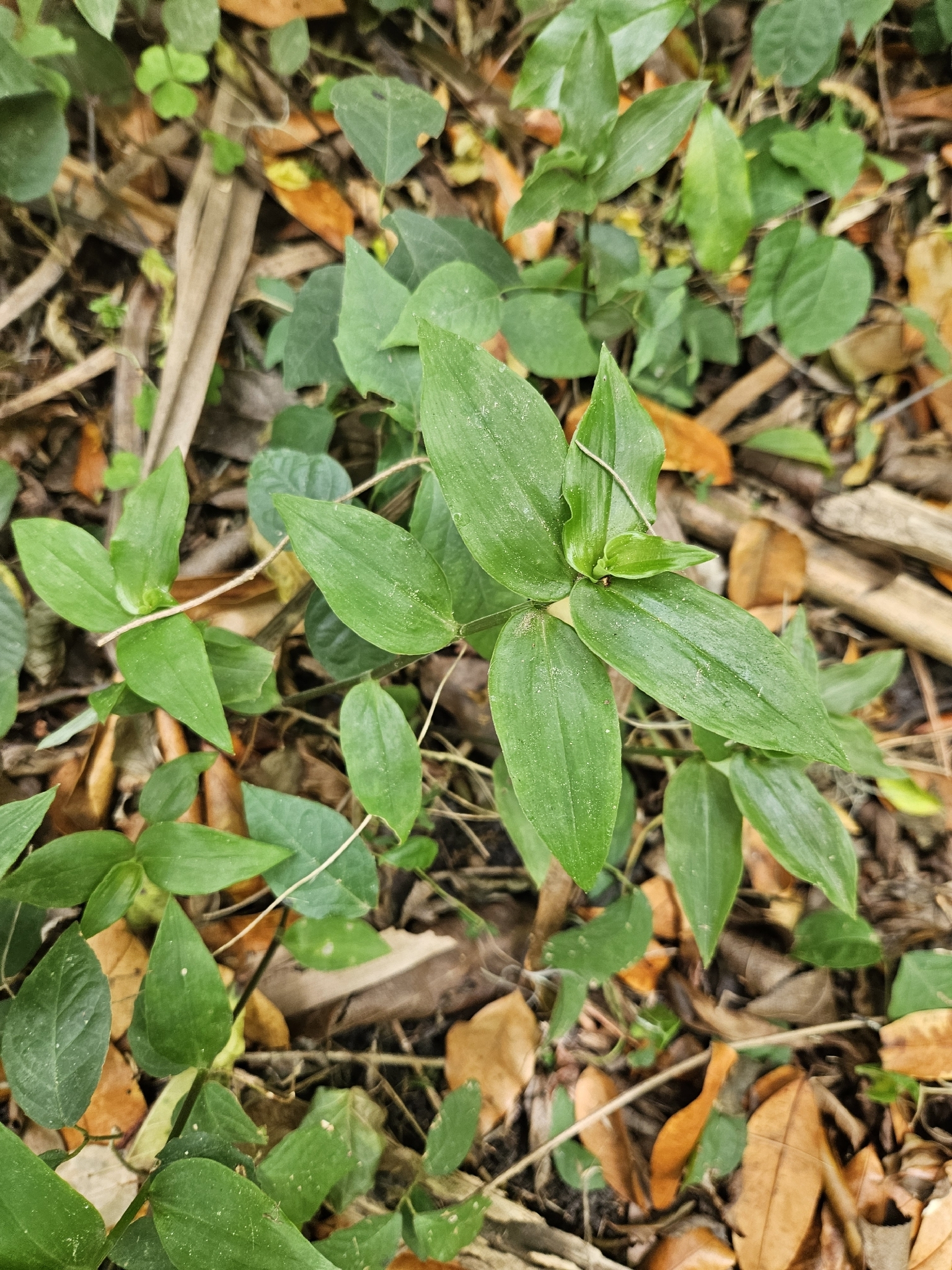 Small-Leaf Spiderwort (Tradescantia fluminensis)
