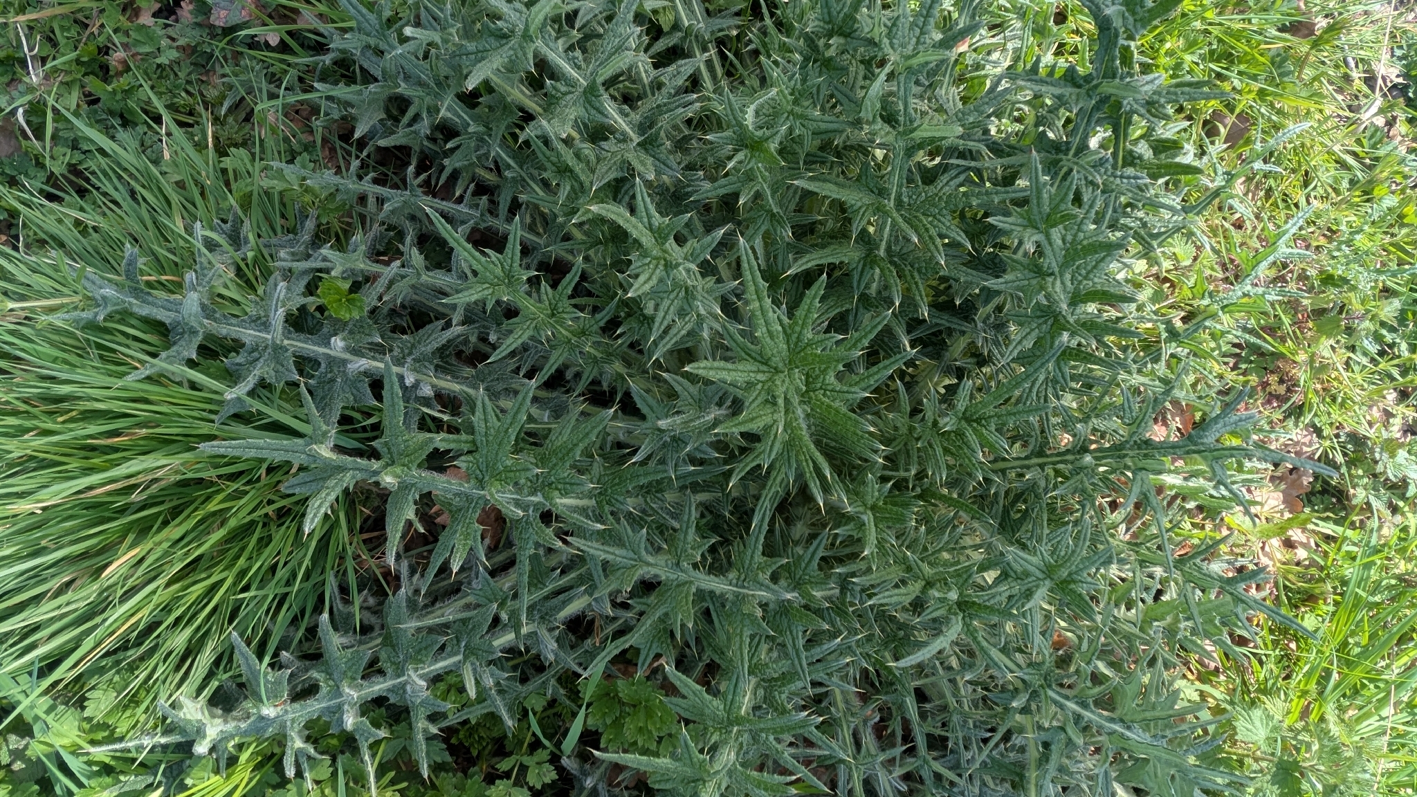 Bull Thistle (Cirsium vulgare)