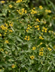Ruta pinnata