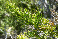 Colletia hystrix