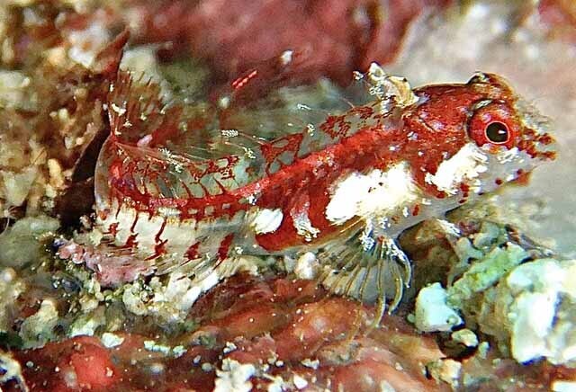 Pandemic Blenny