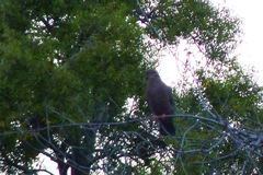 Patagioenas araucana