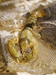 Cambarus girardianus