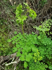 Thalictrum fendleri polycarpum