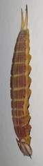 Opsiphanes invirae
