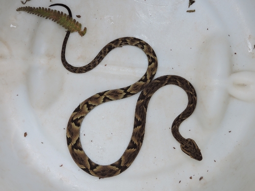 Yarará Lancehead