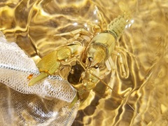 Cambarus girardianus