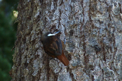 Pygarrhichas albogularis