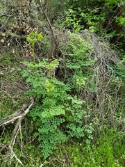 Thalictrum fendleri polycarpum