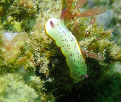 Goniobranchus daphne