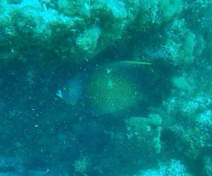 Pomacanthus paru