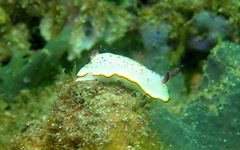 Goniobranchus daphne