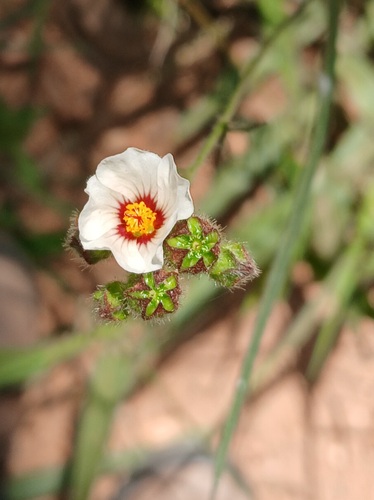 Flaxleaf Fanpetals (Sida linifolia)