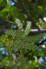 Weinmannia trichosperma