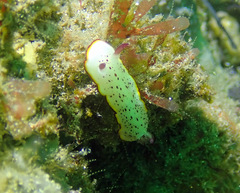 Goniobranchus daphne