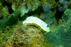 Goniobranchus daphne