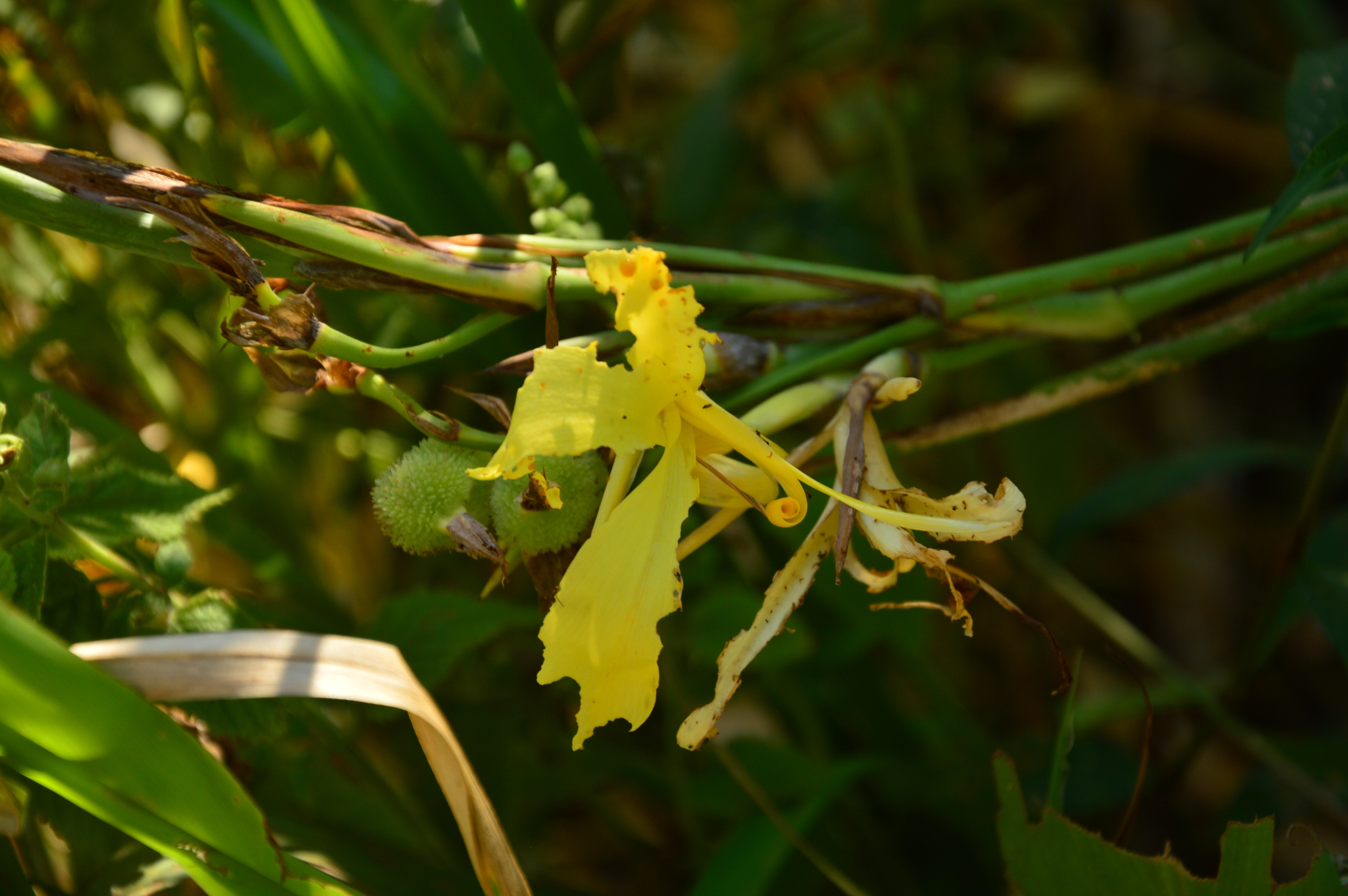 Maraca Amarilla (Canna glauca)