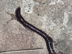 Haemopidae