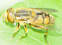 Parhelophilus laetus