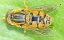 Parhelophilus laetus