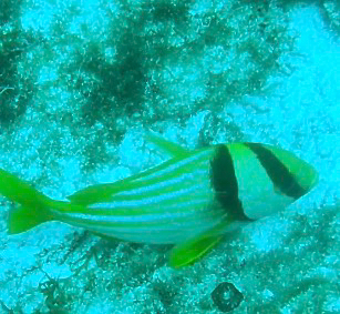 Anisotremus virginicus