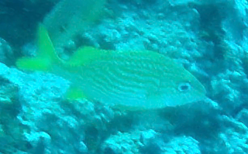 Haemulon flavolineatum