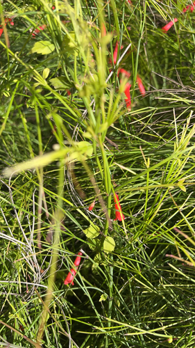 Firecracker plant