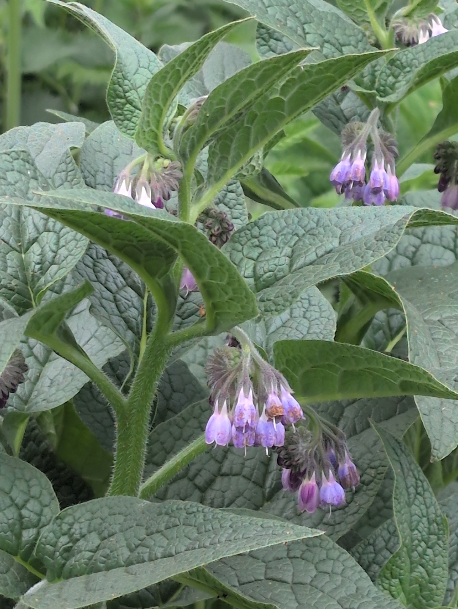 Russian comfrey