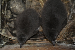 Eudyptula minor iredalei