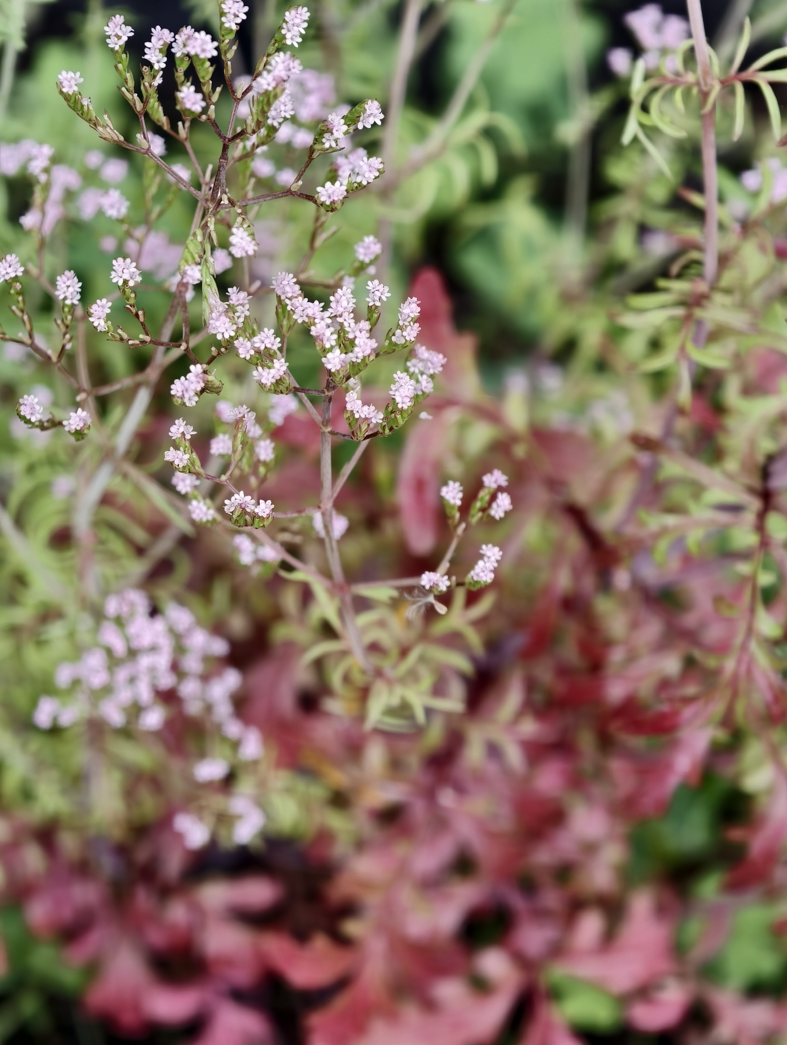 Annual Valerian (Centranthus calcitrapae)