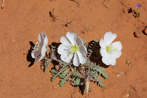 fragrant evening primrose (Oenothera cespitosa)