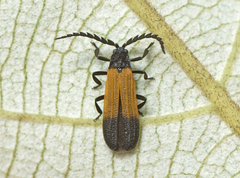 Synchonnus clientulus