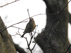 Chloris chloris