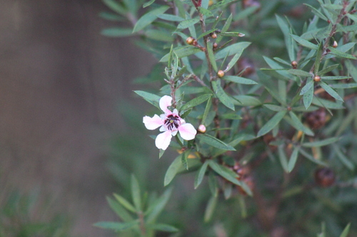Broom Teatree (Leptospermum scoparium)