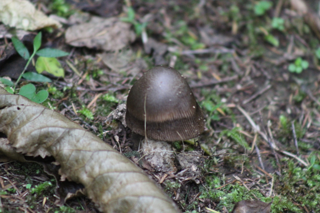 Amanita pekeoides · March 2026 · photo: © o2k (iNaturalist, cc0)