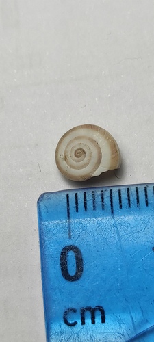 Helicella itala