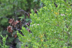 Myrtenblättrige Kreuzblume (Polygala myrtifolia)