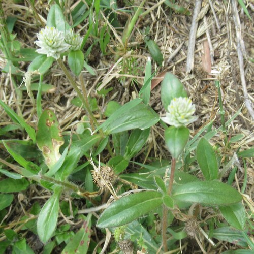 Gomphrena serrata (Gomphrena serrata)
