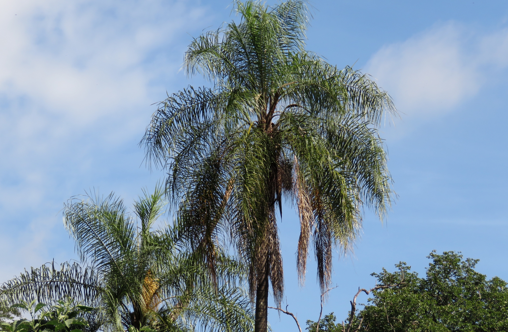 Queen Palm (Syagrus romanzoffiana)