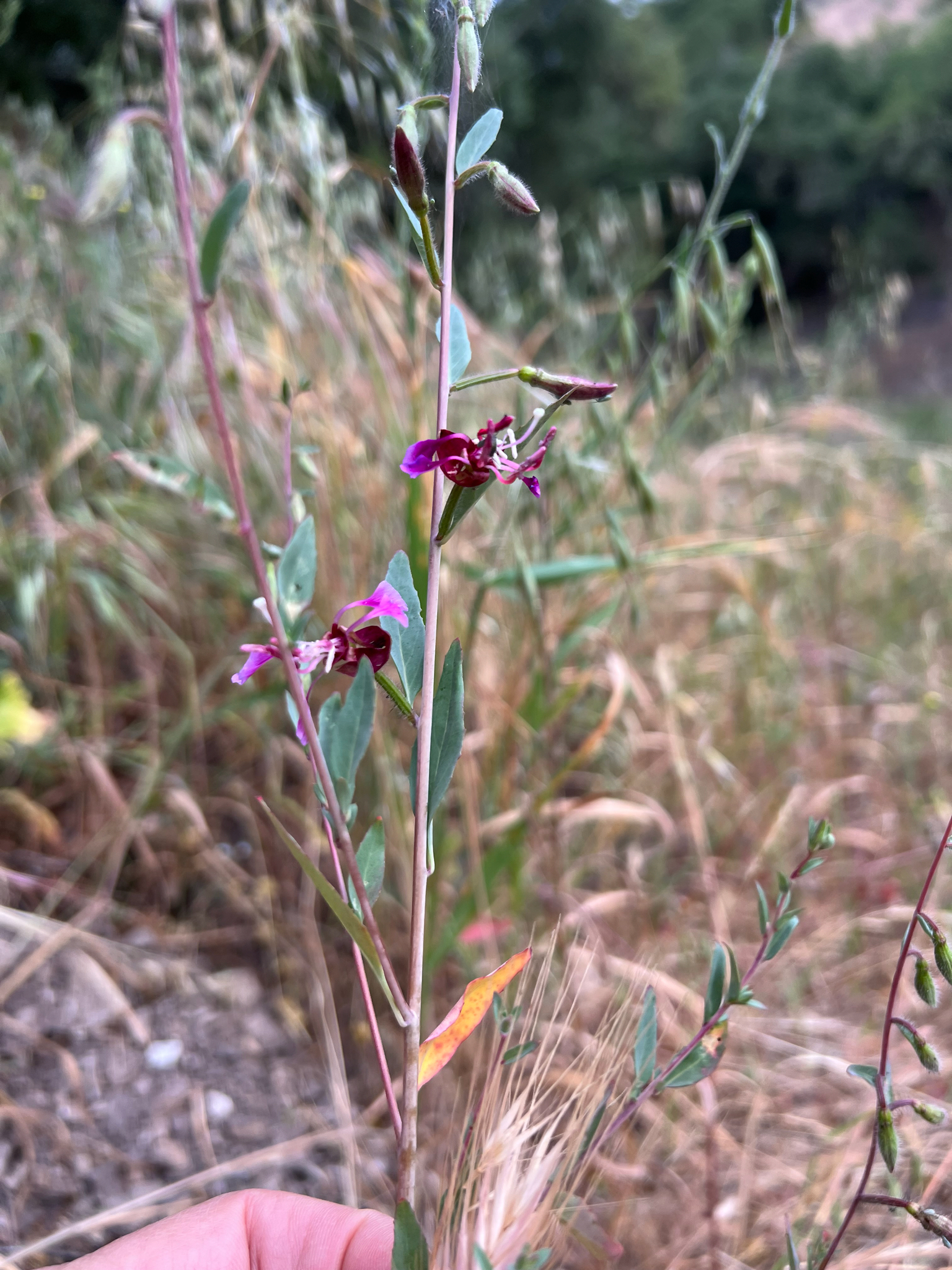 Elegant Clarkia (Clarkia unguiculata)