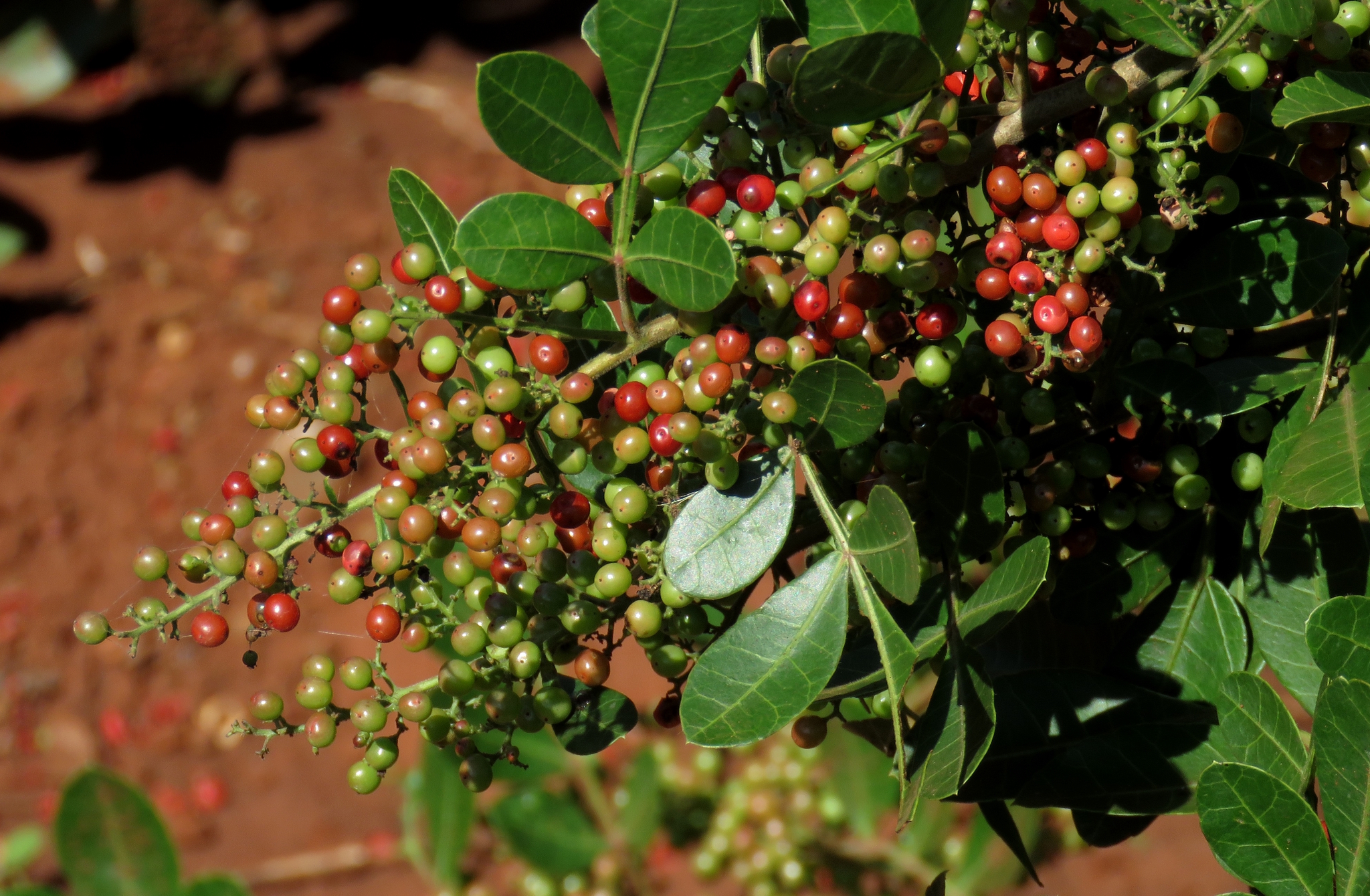Brazilian Pepper (Schinus terebinthifolia)