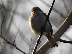 Fringilla coelebs