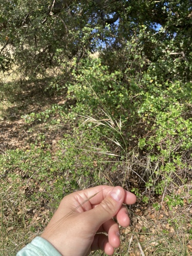 iNaturalist observation photo of grasses